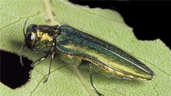 Emerald Ash Borer Bug
