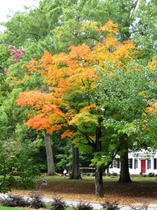 Trees