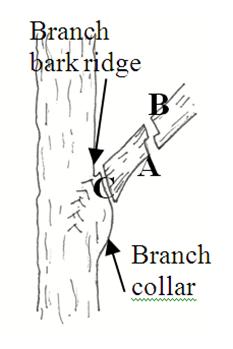 Parts of a tree