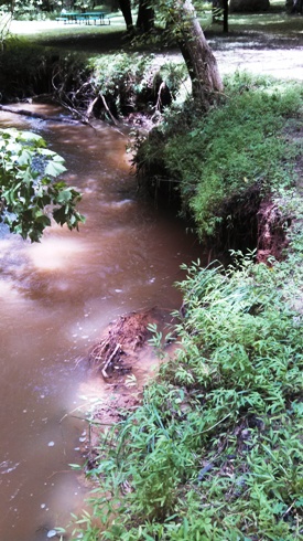 A Back yard stream