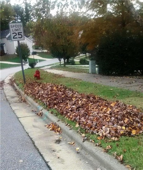 Pile of Leafs on the side of the road