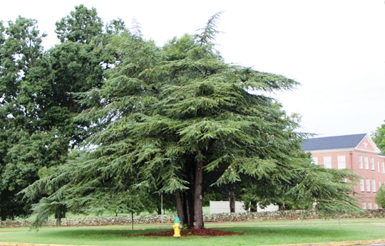 Deodar Cedar tree, The Town of Wake Forest Tree