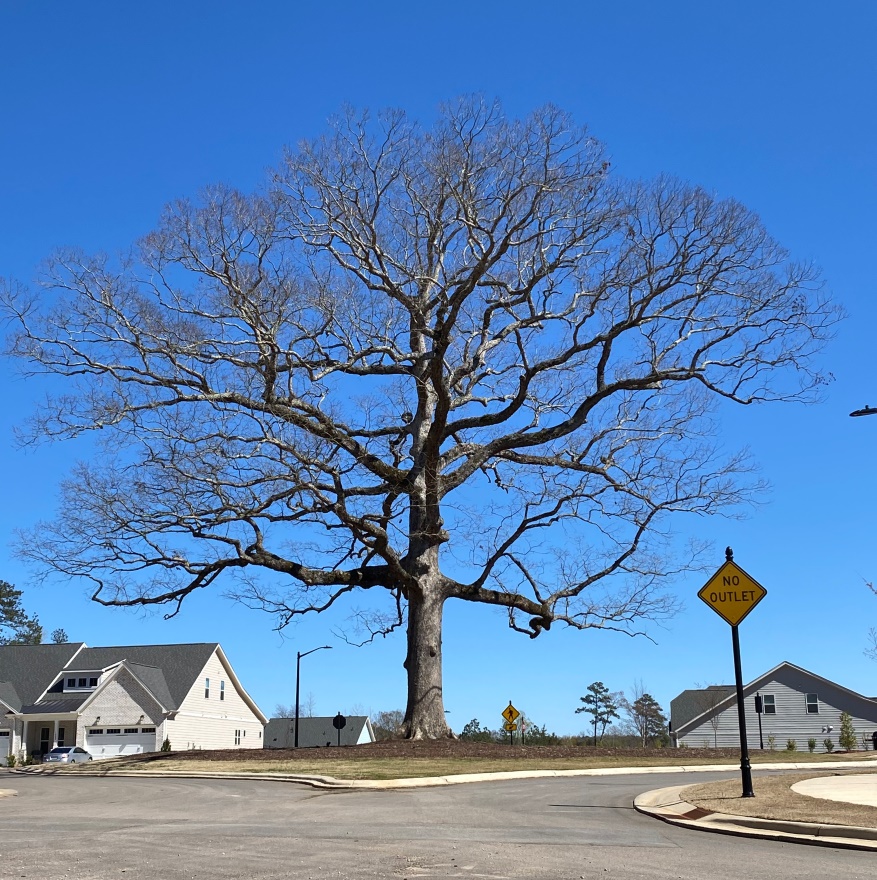 Live Oaks Oak