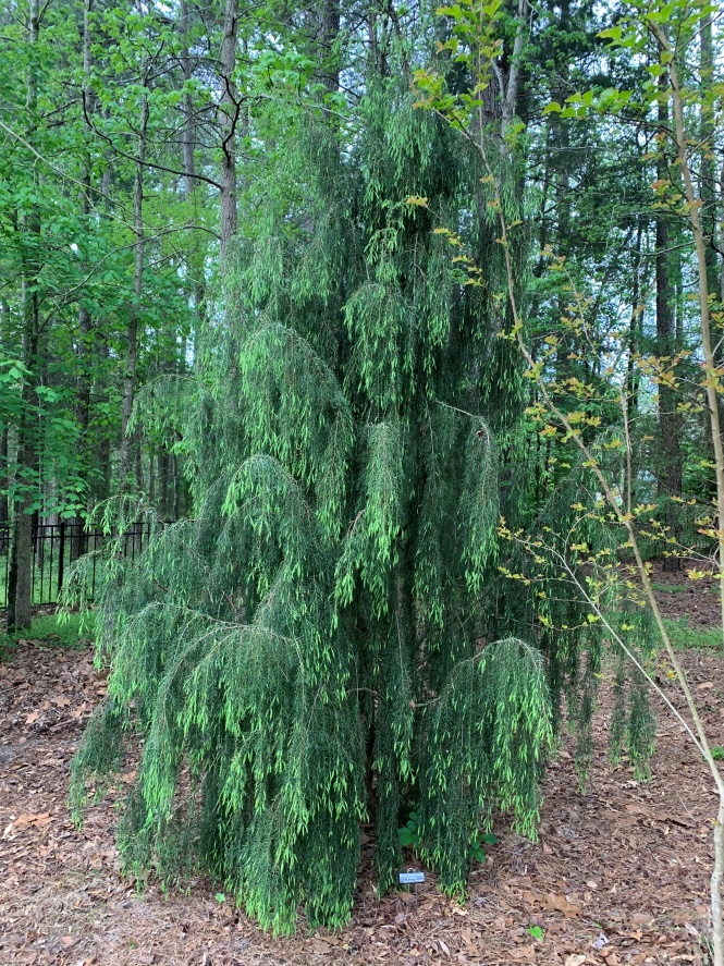Weeping Hemlock