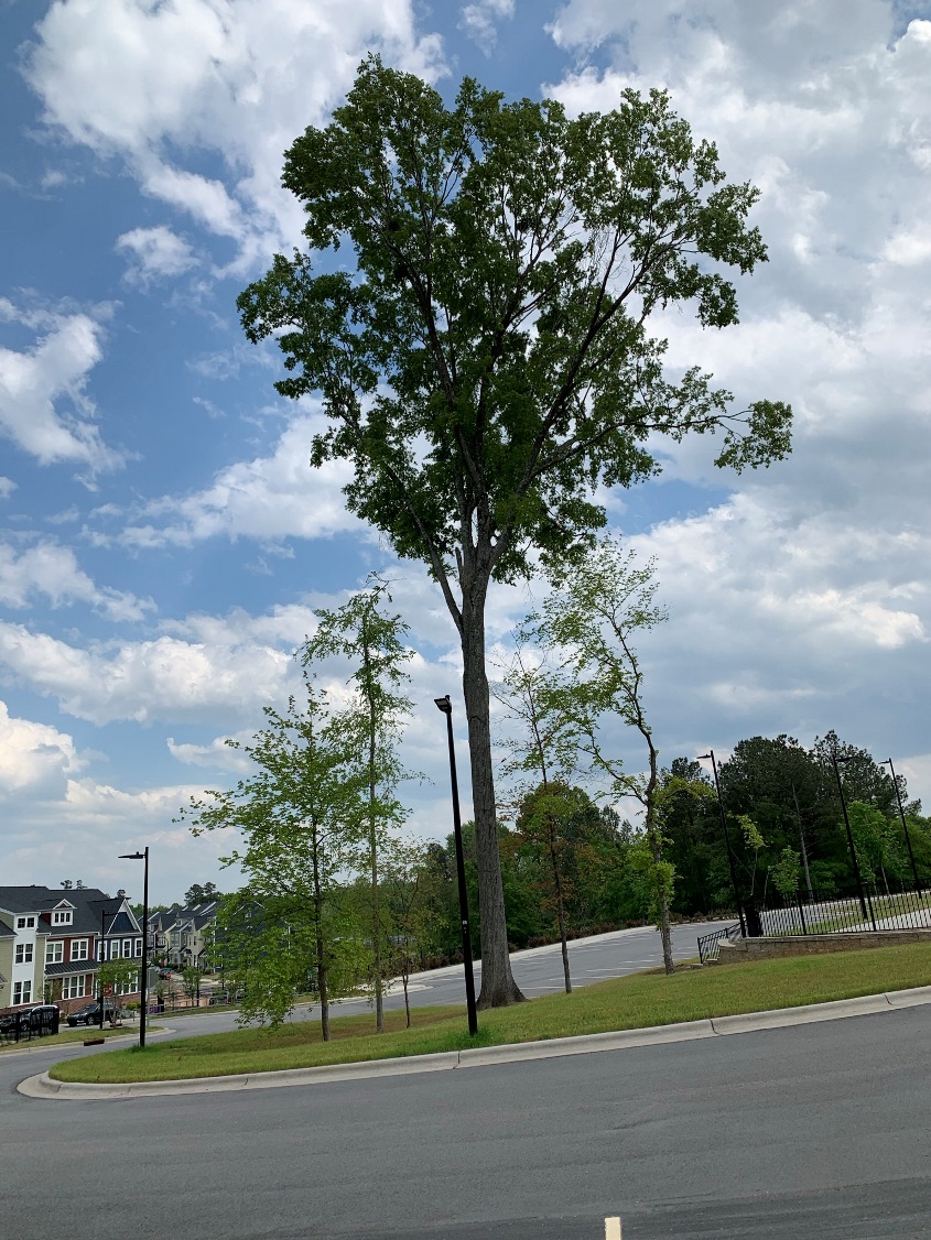 Willow Oak - Senior Center