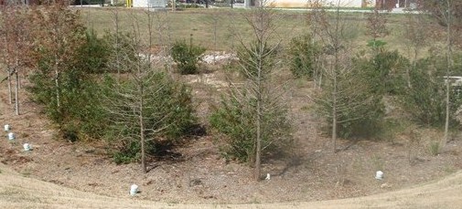 bioretention pond