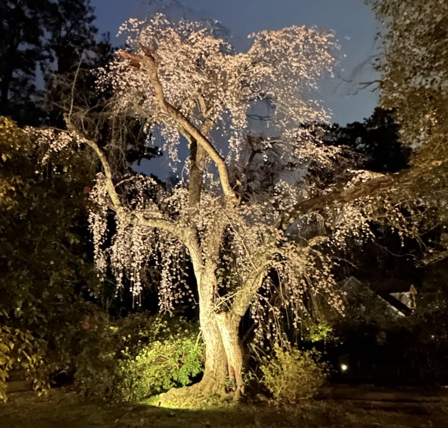 Japanese Weeping Cherry