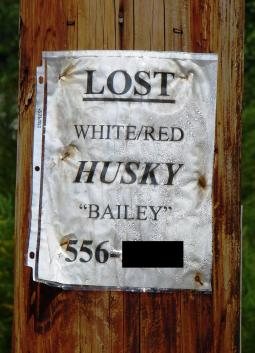 Lost Dog Poster on Utility Pole- Illegal